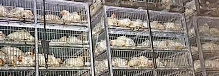 Cruelty to Chickens Protest: Dalai Lama