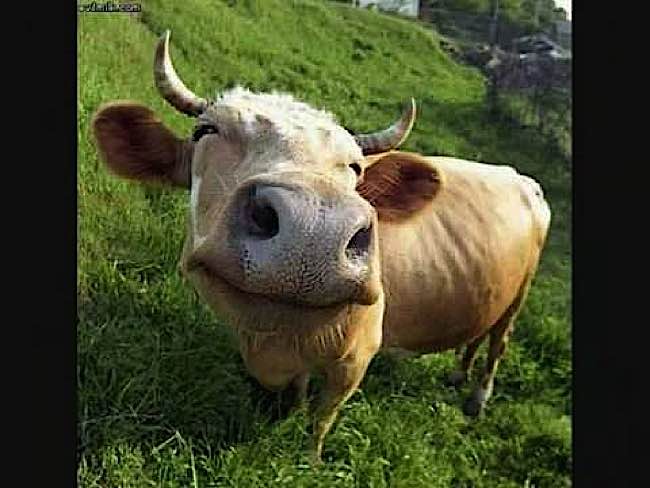 Cows feel emotions, according to the majority of scientists. A glance at this happy cow reinforces this fact.