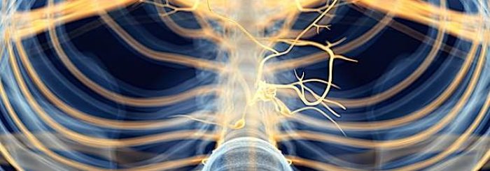 The Science Of Your Center: The Vagus Nerve, Your Meditation Highway, And The Parasympathetic Nervous System; How Meditation Works Positively on the Body