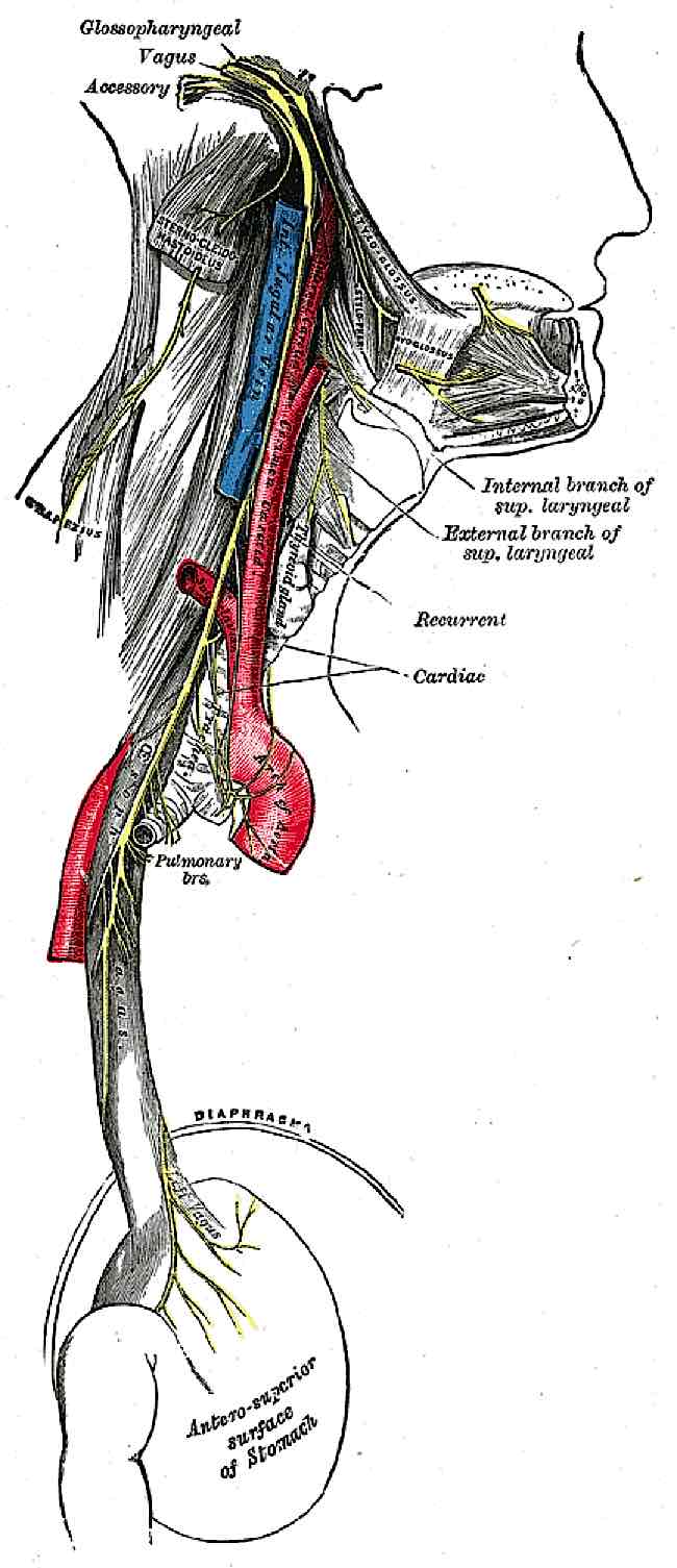 vagus-nerve-the-most-important-part-of-your-body-optimus-medica