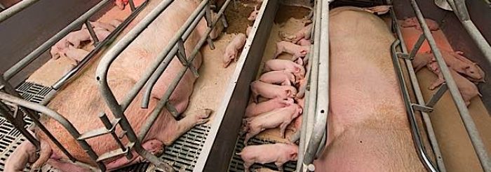 Research: “High levels of meat consumption is a major societal problem” — New Significant Data Shows That News Coverage of the Issue Strongly Influences Consumers to “Reduce” or “Eliminate” Meat.
