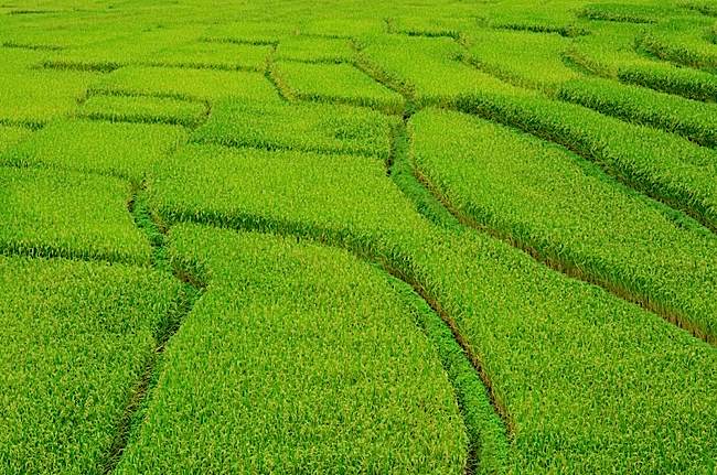 Buddha Weekly Rice fields China grow 15 percent greater yield with mantras Buddhism