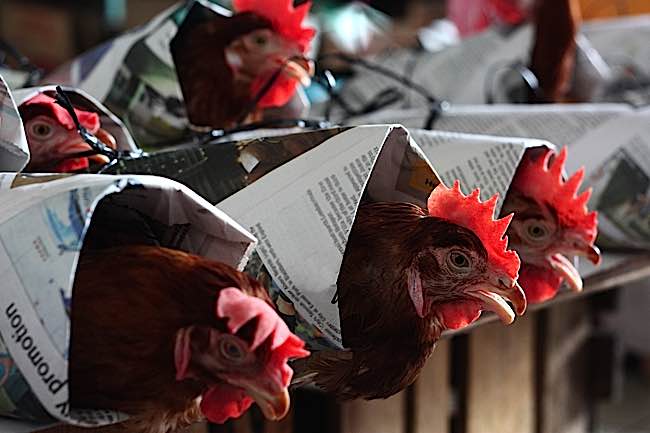 The Dalai Lama wrote a letter on behalf of PETA protesting cruelty to chickens.