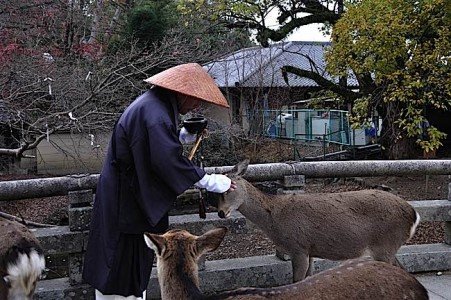 Buddha Weekly Japanese Monk takes break to caress a deer Buddhism