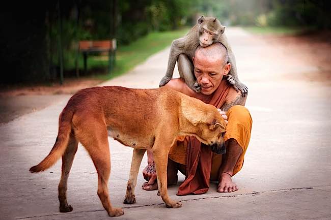 A Buddhist monk shares a tender moment with a dog and monkey.