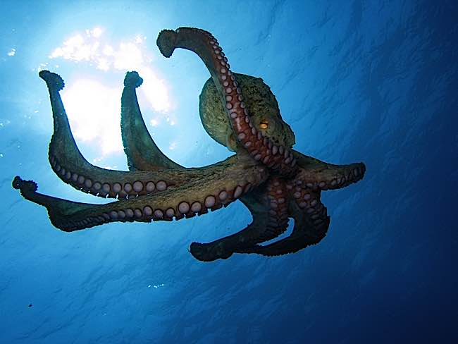 In the Cambridge Declaration, scientists state that even an Octopus is sentient and feels emotion.