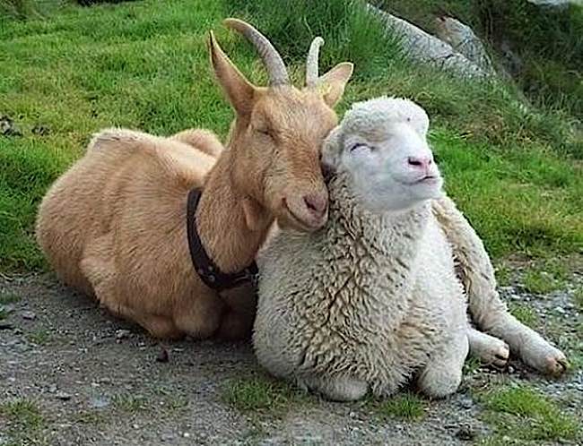 Sentient animals around the world feel happiness, pain and suffering. Here are two happy friends.