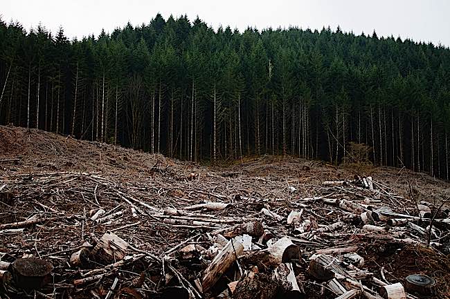 Clear cutting is necessary to create more land for meat production. Currently, 36% of non-ice land in the world is used in meat production, expected to grow to 45%.