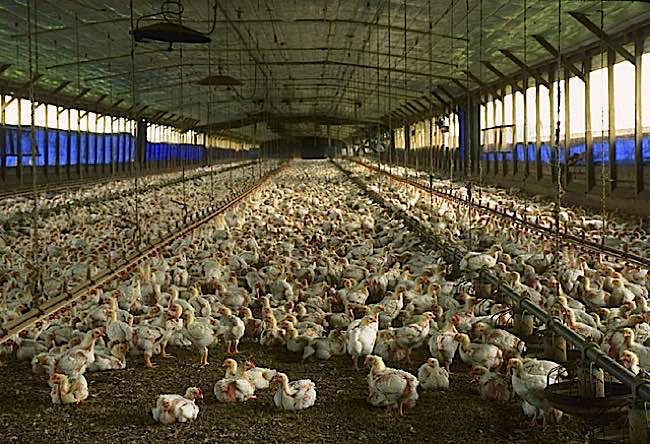 Factory farming requires extensive land, water and natural resources.