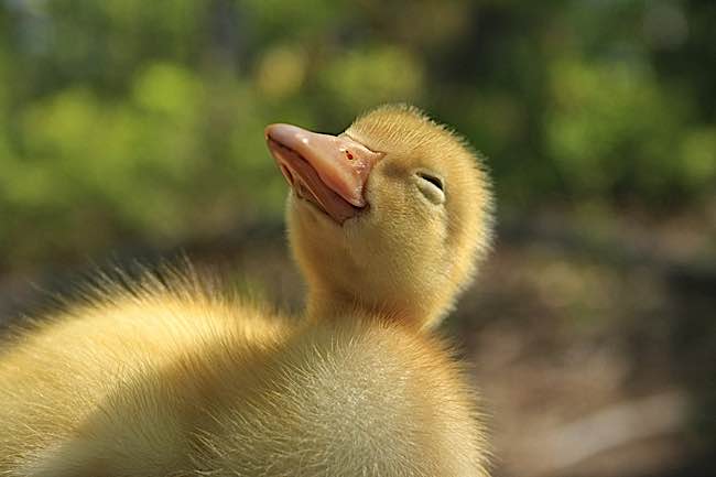 According to scientific consensus, animals are sentient and feel emotions. This chick is a little happier than the one in the chicken factory farm depicted below.