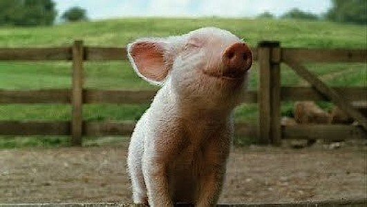 According to most scientists, animals are sentient and feel emotions. Contrast this happy pig to the unhappy pigs on a factory farm below.