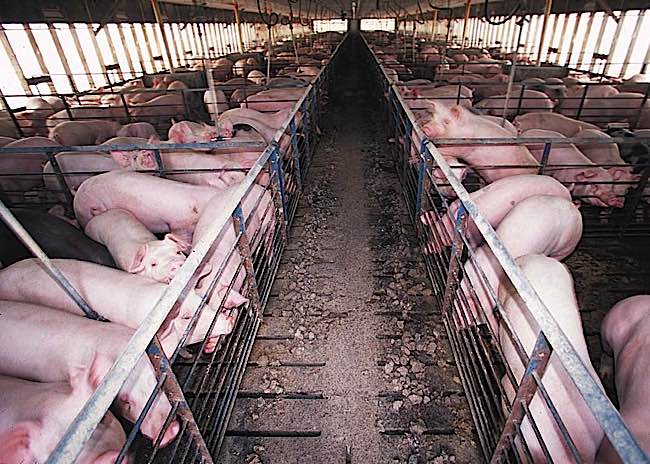 Demand for meat around the world is growing, with over 56 billion animals slaughtered each year, increasingly from factory farms who are major polluters.