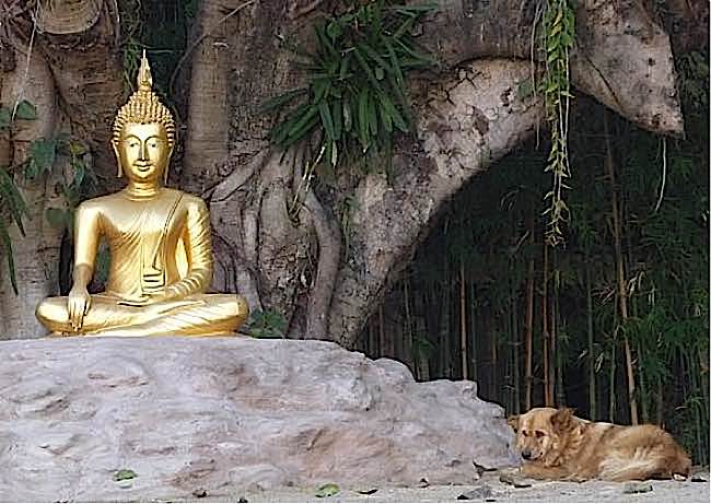 Dogs in Thailand can find sanctuary in any Buddhist Temple. Nearly every temple has resident stray dogs, fed and cared for by monks despite the fact the monks have to beg for their own food.