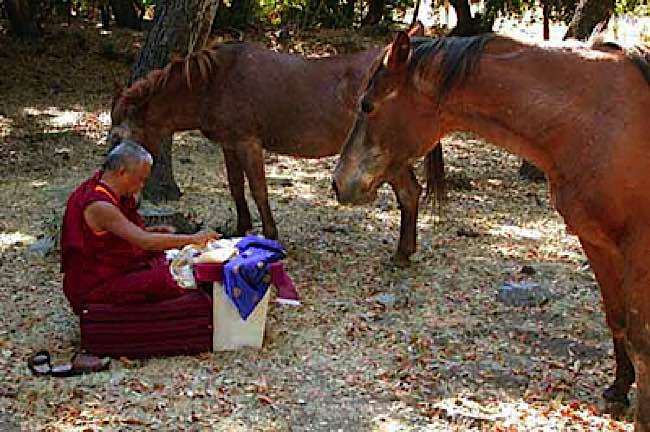 Lama Zopa Rinpoche blesses horses at a rescue farm.