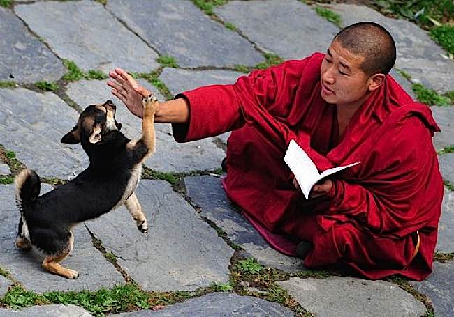 A monk, while in practice, shares with a puppy.