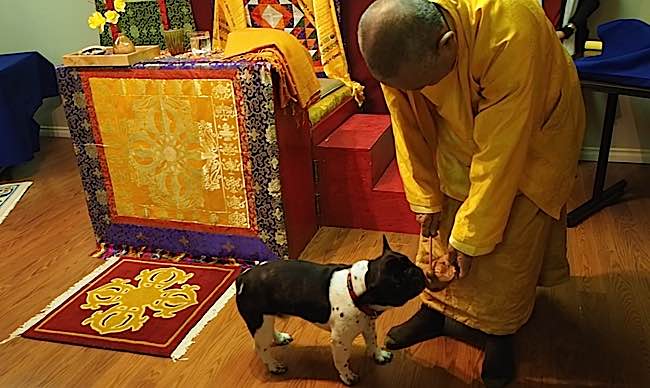 Venerable Zasep Tulku Rinpoche takes a moment to play with a puppy brought to a Medicine Buddha retreat for blessing.