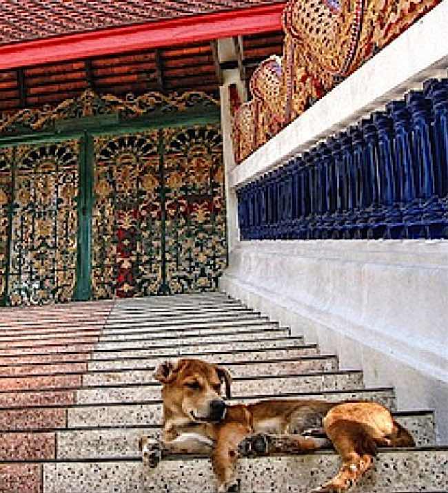 Dogs are permanent residents in Thai Buddhist temples, where euthanasia is unheard of. Often, old or sick dogs are dropped off at temples because Thai's know that monks will care for them.