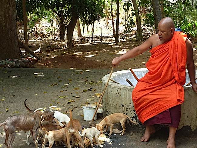 All over Asia, dogs know they can come to compassionate monks for food and care when no one else cares.