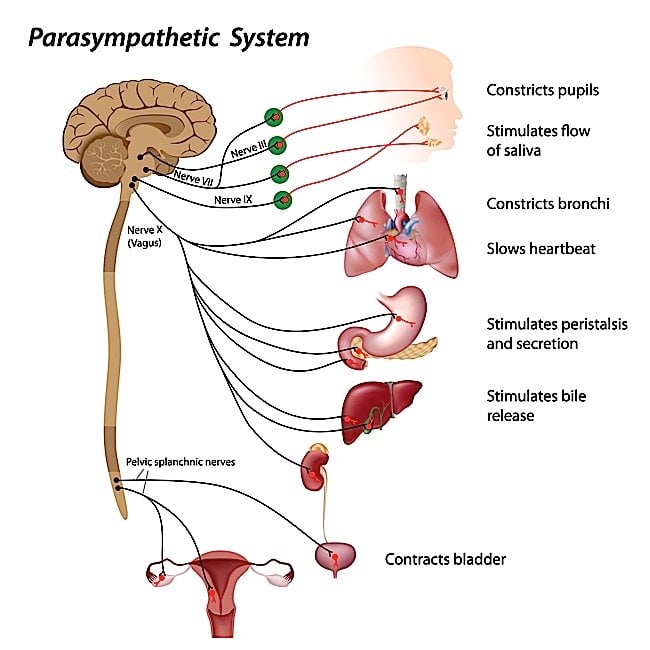 The parasympathetic system helps us regain control over fight and flight response, and has an indirect or direct influence over digestion, muscles, cardiovascular system, endocrine system and so on.