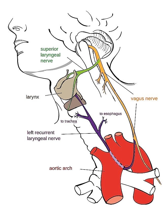 The Vagus Nerve helps the body regulate stress responses, among other major functions, and is the mechanism by which we can positively influence our health and bodies with meditation.