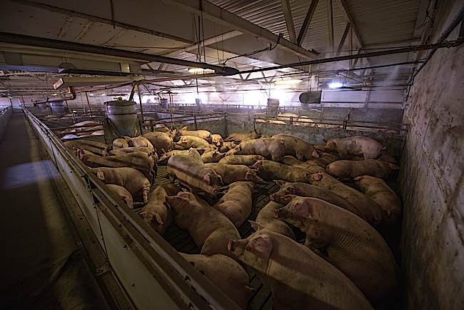 Pigs in a factory environment ready for slaughter.