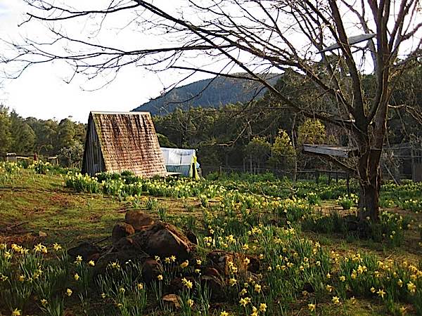 Buddha Weekly Flowers and retreat hut dorje ling Buddhism