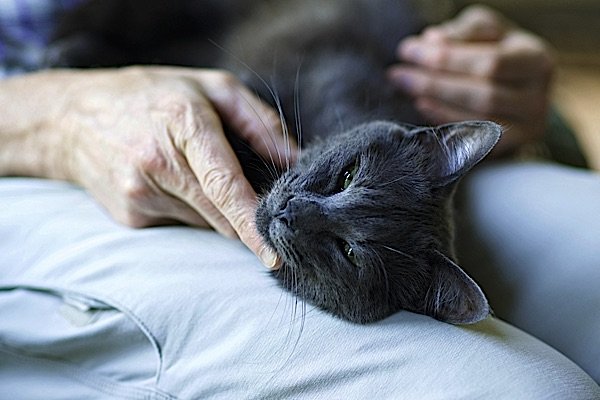 Buddha Weekly Important to comfort and help a dying pet Buddhism