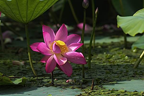 Buddha Weekly Lotus emerges untouched from the mud Buddhism