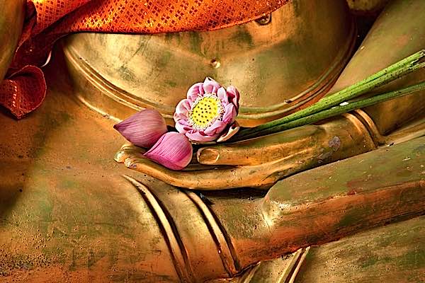 Buddha Weekly Lotus in Buddha hand Buddhism