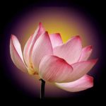 Lee-Clark-buddha-weekly-5