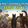 Animal PhowaBuddha Weekly