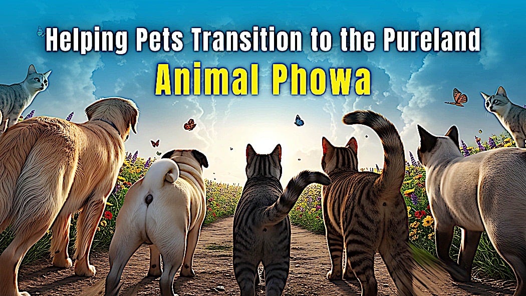 Animal PhowaBuddha Weekly