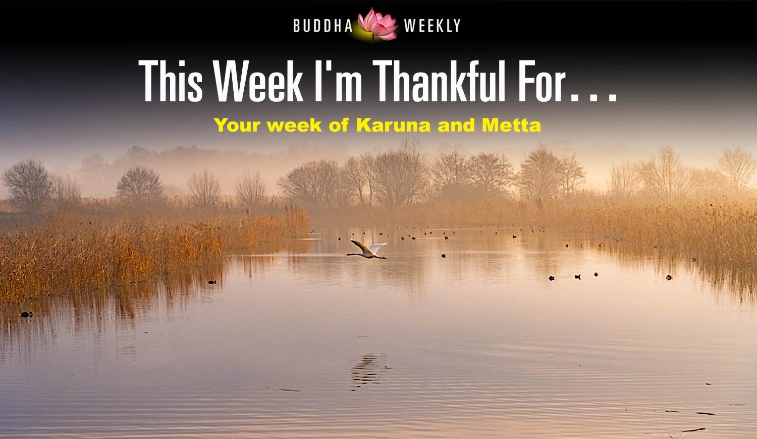 Buddha Weekly Britains largest wildlife preserver wetlands Buddhism 2