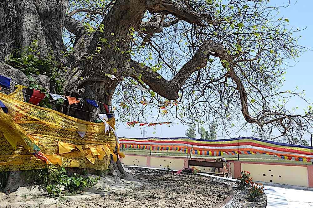 Buddha Weekly Buddha Relic Distribution Site 02 Buddhism