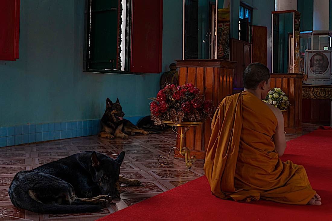 Buddha Weekly Buddhist monk chanting with multiple dogs Buddhism