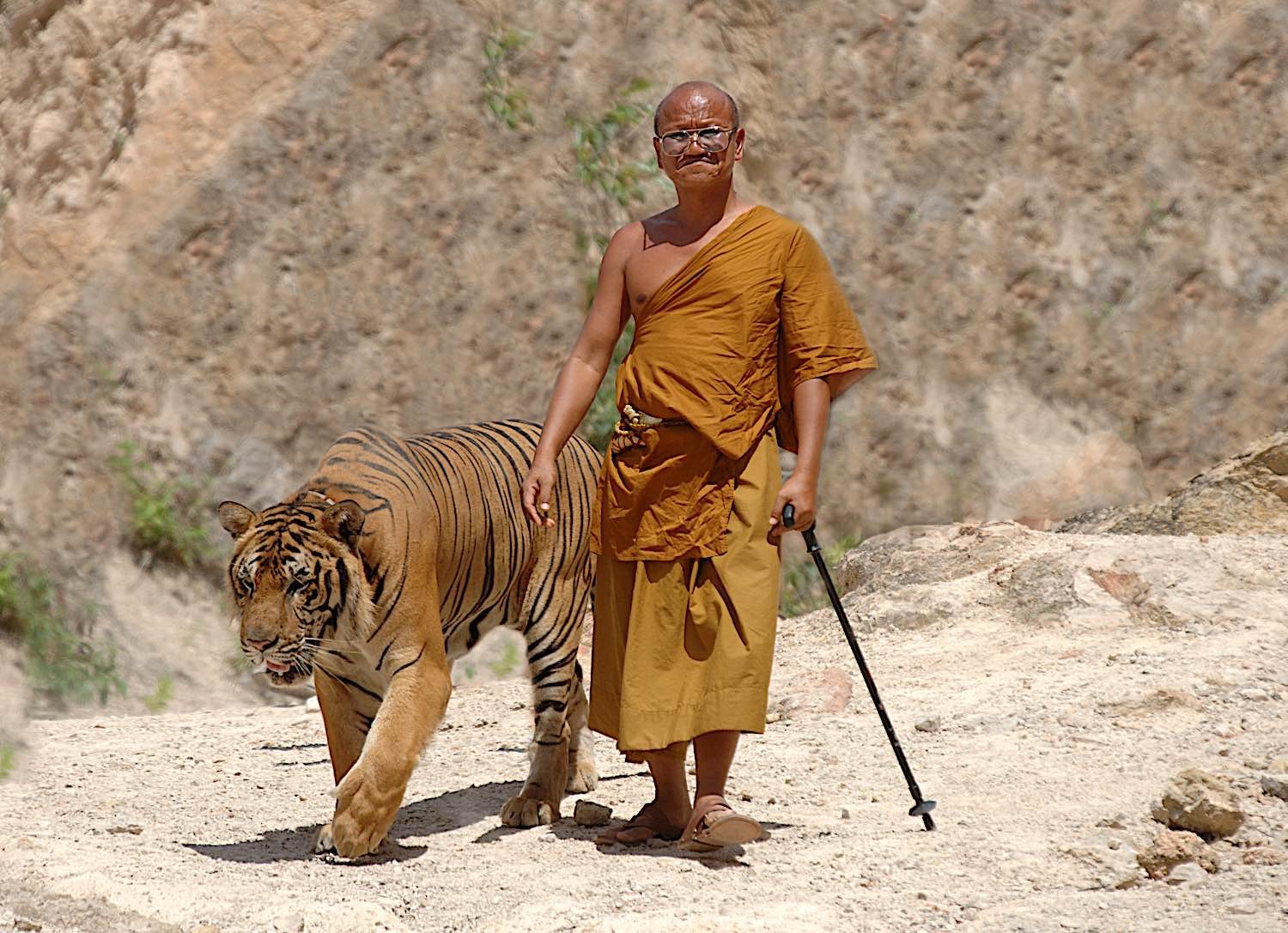 Buddha Weekly Buddhist monk walking a Bengal Tiger in Kanchanaburi Thailand dreamstime l 16618262 Buddhism