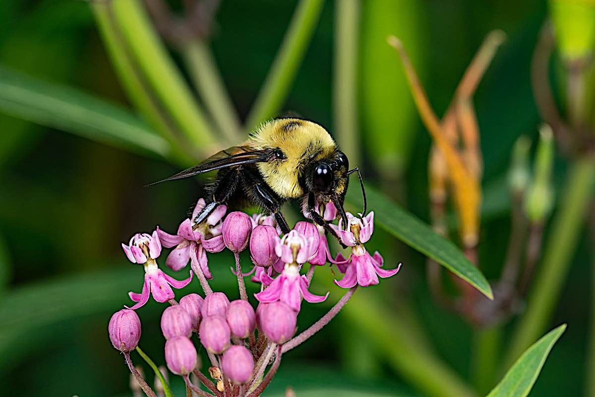 Buddha Weekly Common eastern bee on swamp milweed flower dreamstime l 201893402 Buddhism