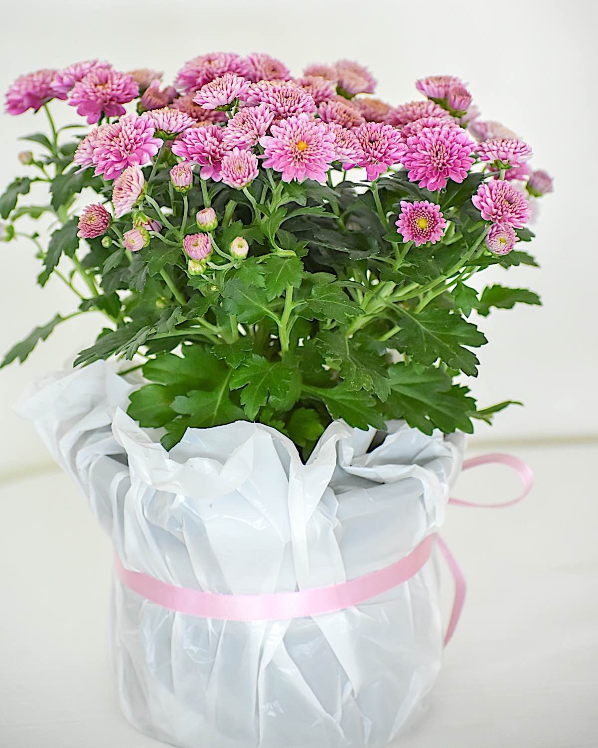 Buddha Weekly Crysanthemum flowers best for environment and air dreamstime xxl 158185056 Buddhism