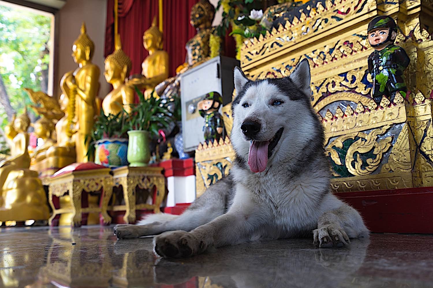 Buddha Weekly Dog in front of a Buddha Statue dreamstime l 70050683 Buddhism