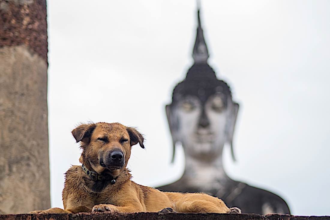 Buddha Weekly Dog sitting in front of a Buddha Statue Tailand Buddhism