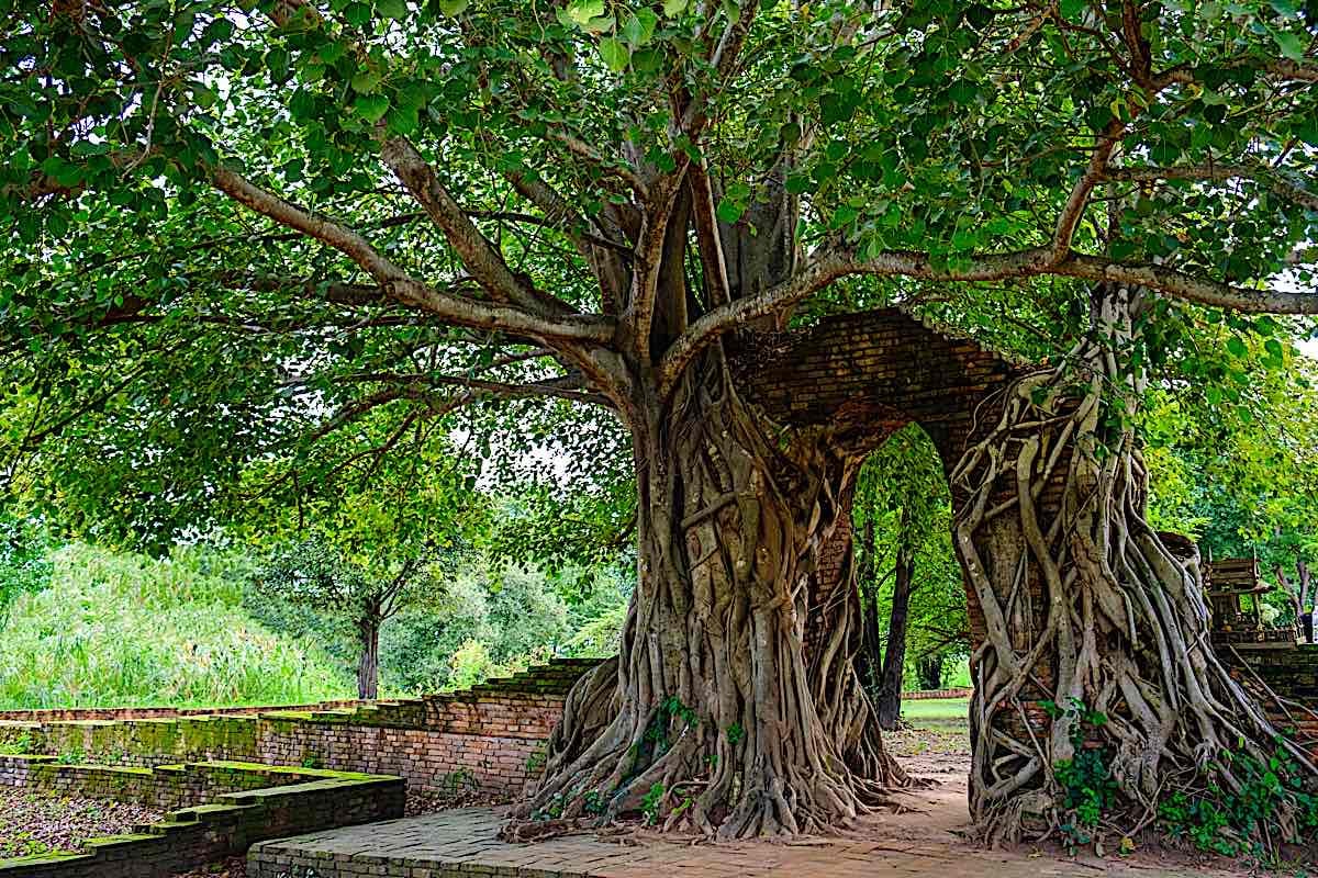 Buddha Weekly Gate of time a Natural gate of a Bodhi Tree considered sacred by many at Wat Phra Ngam Phra Nakhon Si Ayutthawa Thailandcreadreamstime xxl 102016309 Buddhism