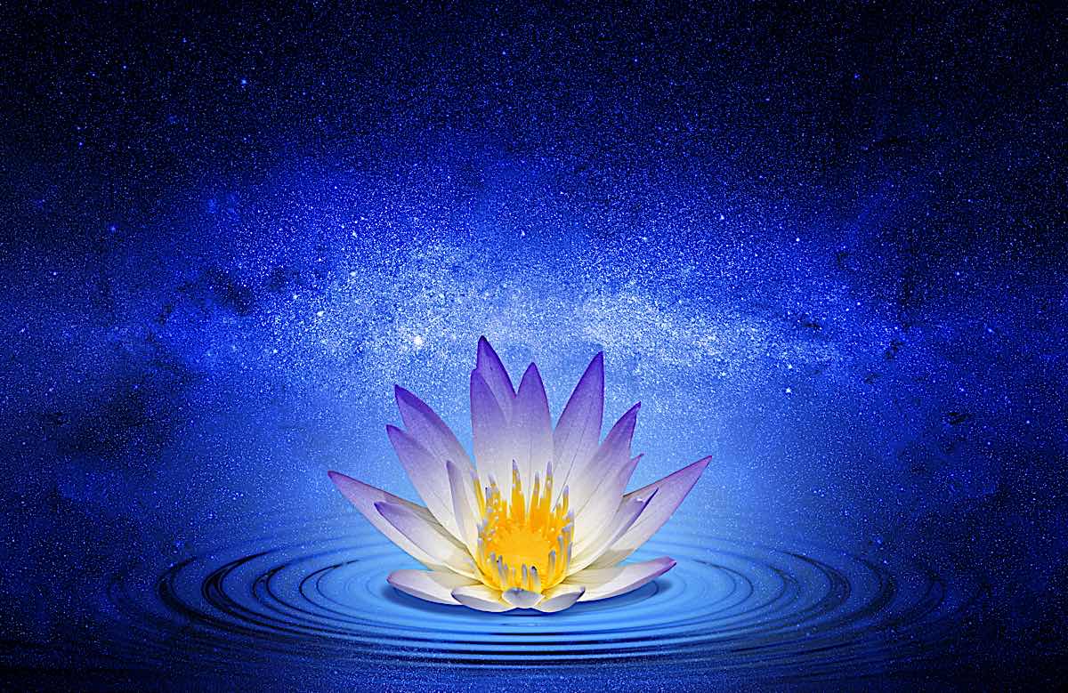 Buddha Weekly Lotus Flower Universe dreamstime l 140823858 Buddhism