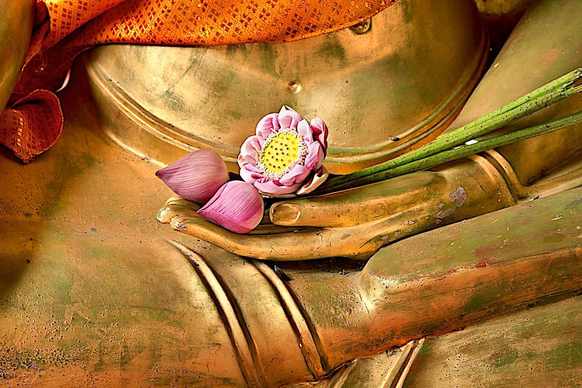 Buddha Weekly Lotus in Buddha hand dreamstime l 20889462 Buddhism