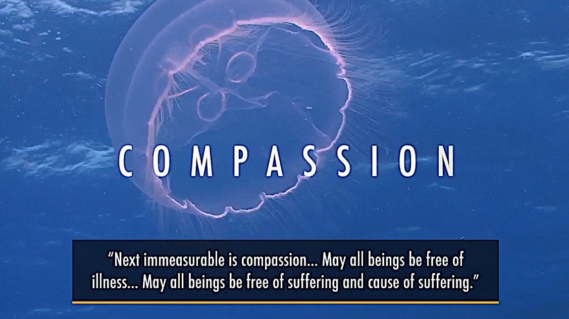 Buddha Weekly Medicine Buddha Second immeasurable Compassion for all beings Buddhism