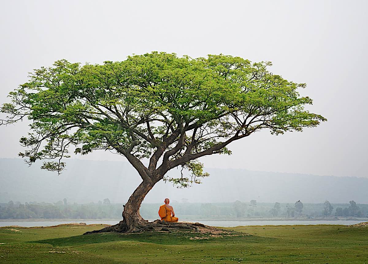 Buddha Weekly Meditating under a tree dreamstime 142463693 Buddhism