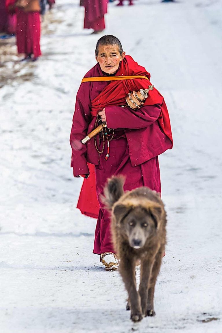 A Dog’s Guide to Enlightenment — dogs embody many Buddhist principles