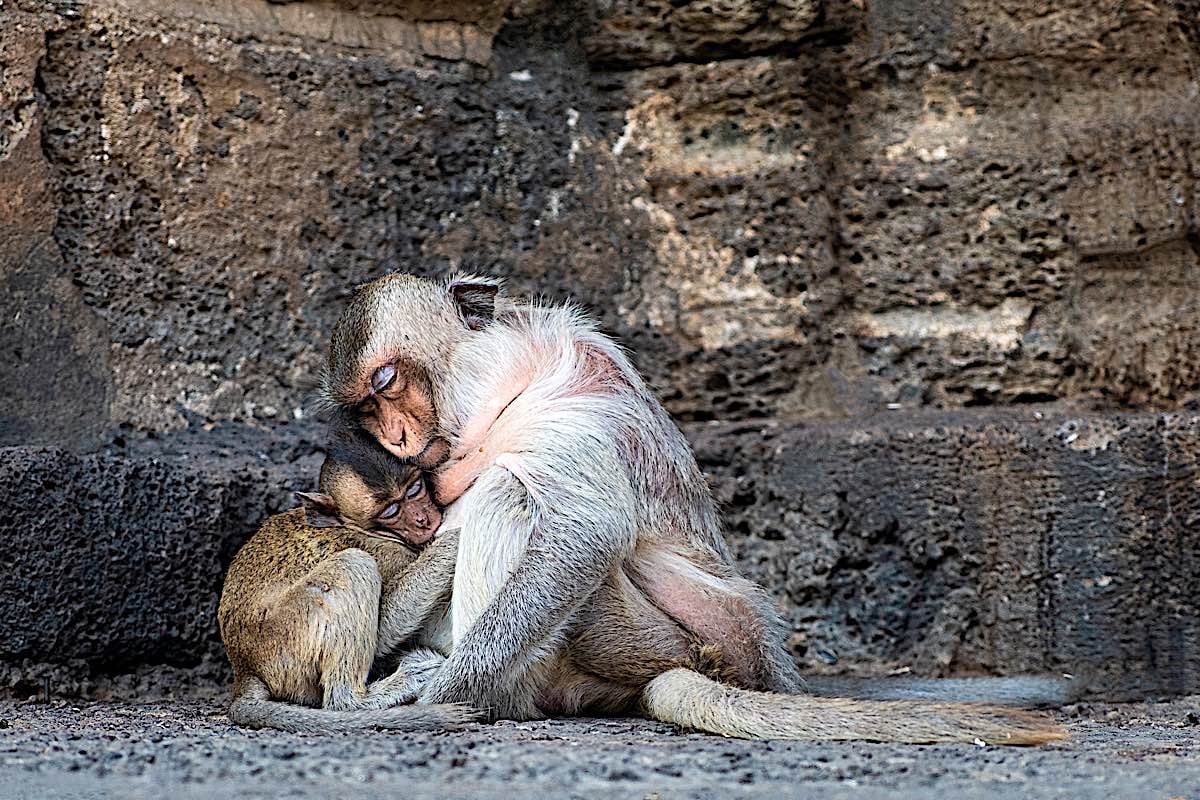 Buddha Weekly Monkely with cuddling a baby in a Buddhist Temple where they are protected dreamstime 168633264 Buddhism