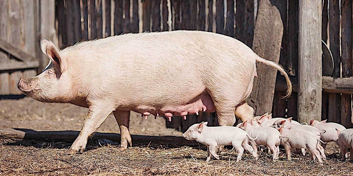 Buddha Weekly Mother pig and babies year of pig 2019 dreamstime 127619241 Buddhism