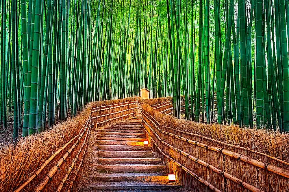 Buddha Weekly Zen Path into bamboo forest Kyoto Japan dreamstime xl 106095659 Buddhism