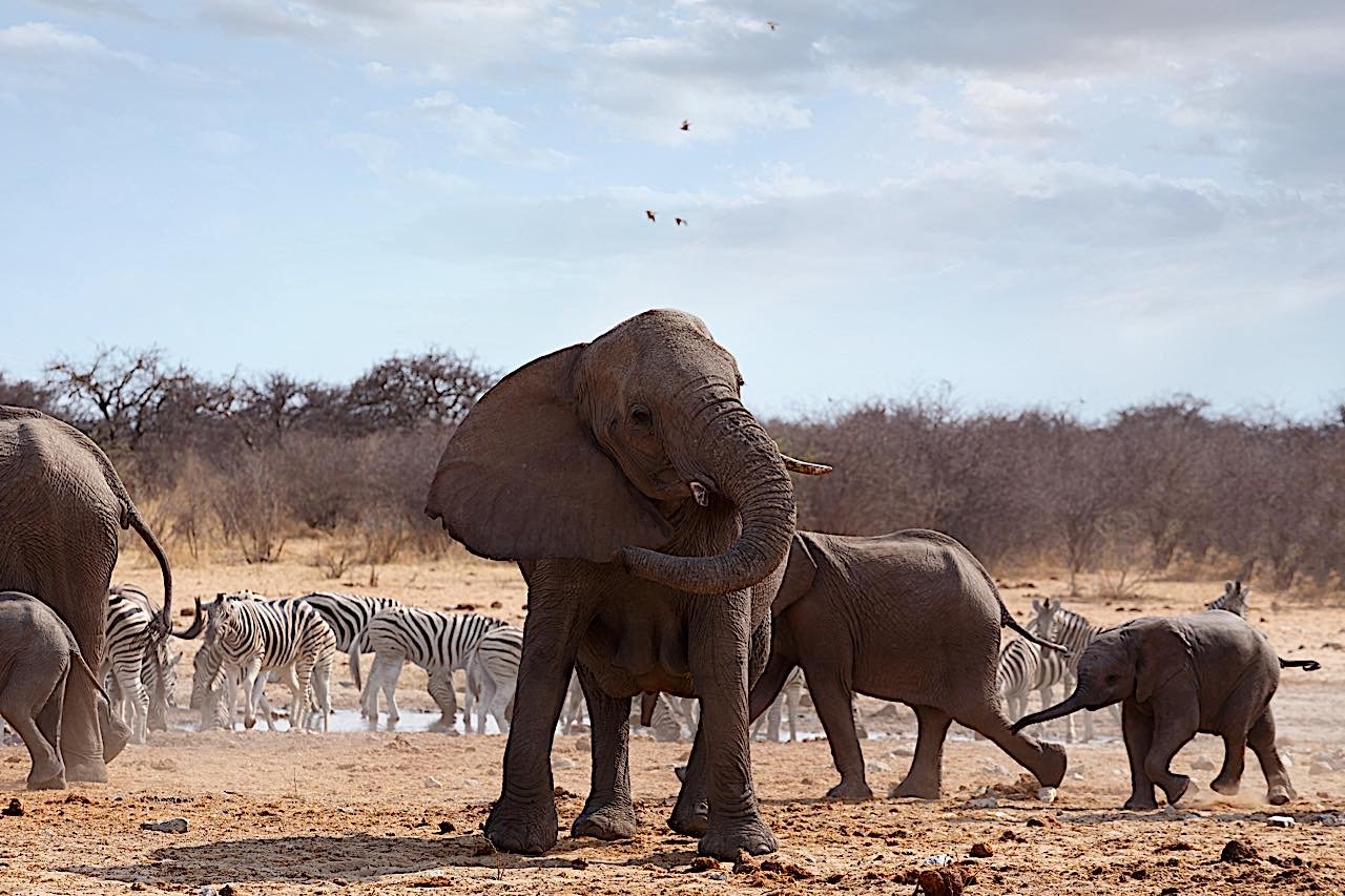 Buddha Weekly protective elephant at a water hole dreamstime xl 66548416 Buddhism